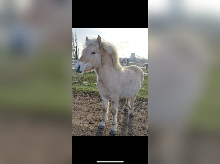 Fjord Horses Stallion 1 year 12.3 hh Dun in Wandlitz