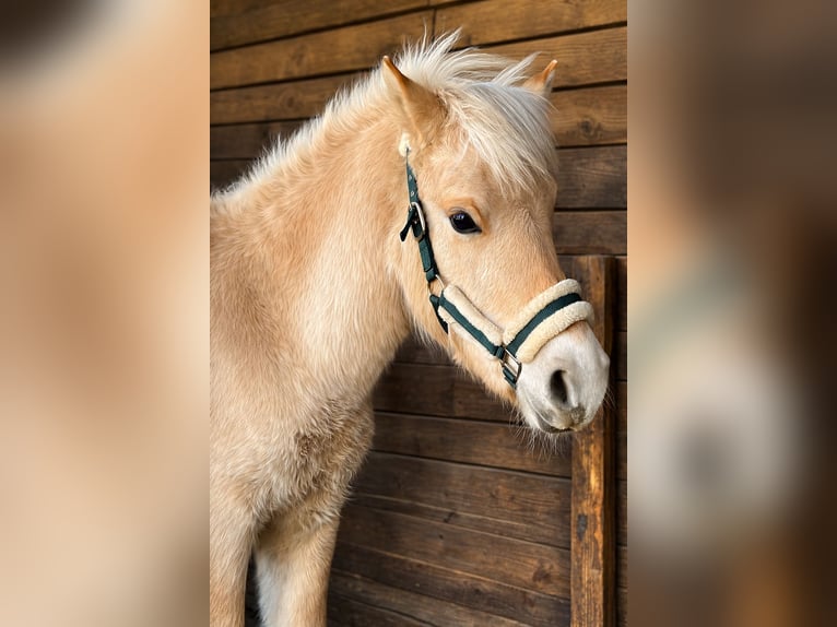 Fjord Horses Stallion 1 year 12.3 hh Dun in Wandlitz