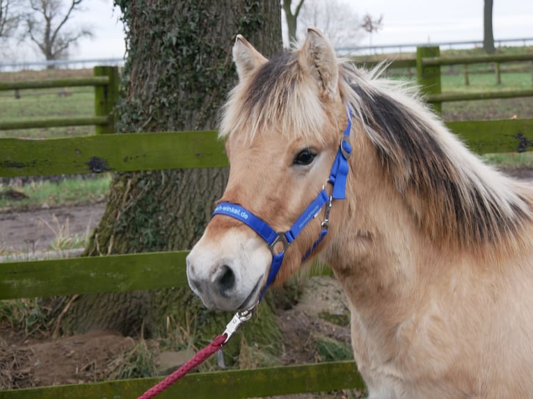 Fjord Horses Stallion 1 year 12,3 hh in Dorsten