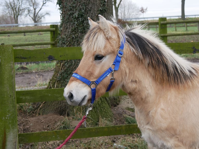 Fjord Horses Stallion 1 year 12,3 hh in Dorsten