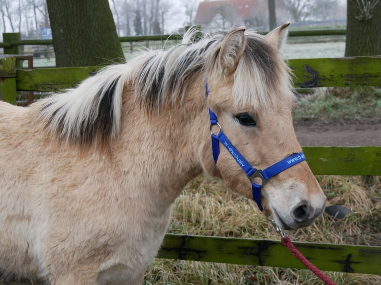 Fjord Horses Stallion 1 year 12,3 hh in Dorsten