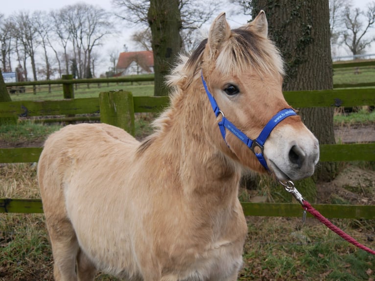 Fjord Horses Stallion 1 year 12,3 hh in Dorsten