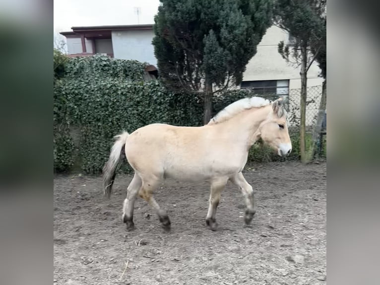 Fjord Horses Stallion 1 year 12,3 hh Red Dun in Grodzisk Wielkopolski