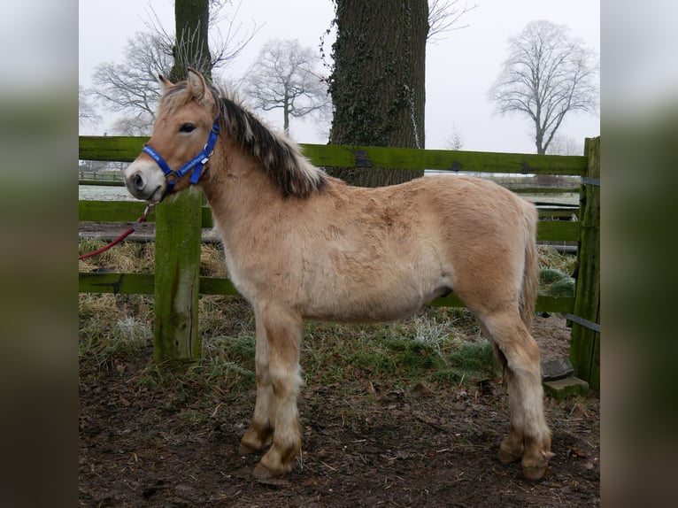 Fjord Horses Stallion 1 year 12 hh in Dorsten