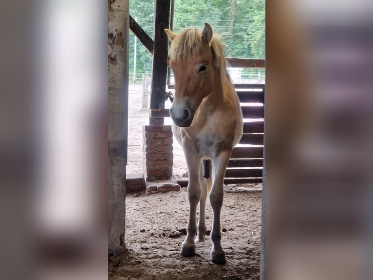 Fjord Horses Stallion 1 year 12,2 hh Dun in H&#xFC;nxe