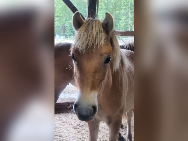 Fjord Horses Stallion 1 year 12,2 hh Dun in H&#xFC;nxe