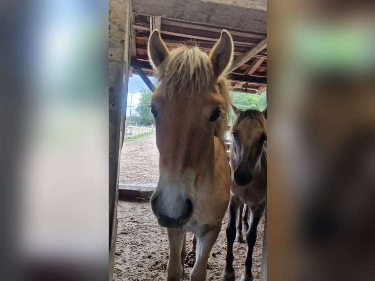 Fjord Horses Stallion 1 year 12,2 hh Dun in H&#xFC;nxe