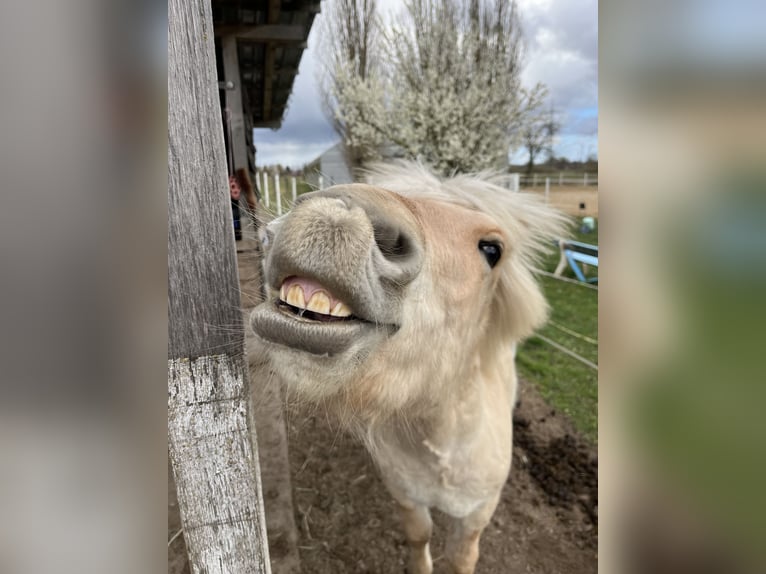 Fjord Horses Stallion 1 year 12,3 hh Dun in Wandlitz