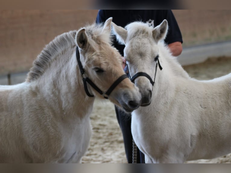 Fjord Horses Stallion 1 year 14,1 hh in Lübtheen OT Langenheide