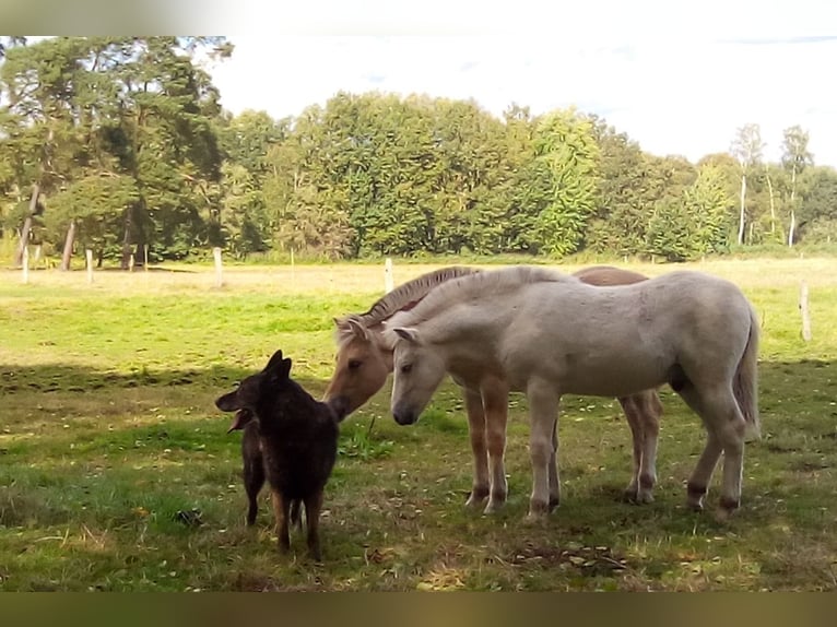 Fjord Horses Stallion 1 year 14,1 hh in Lübtheen OT Langenheide