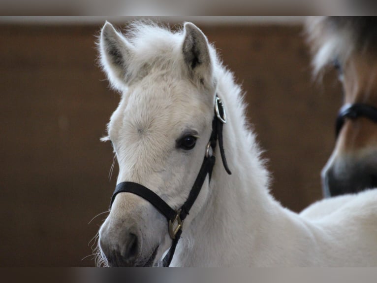 Fjord Horses Stallion 1 year 14,1 hh in Lübtheen OT Langenheide