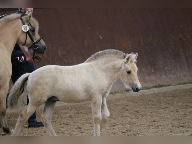 Fjord Horses Stallion 1 year 14,1 hh in Lübtheen OT Langenheide