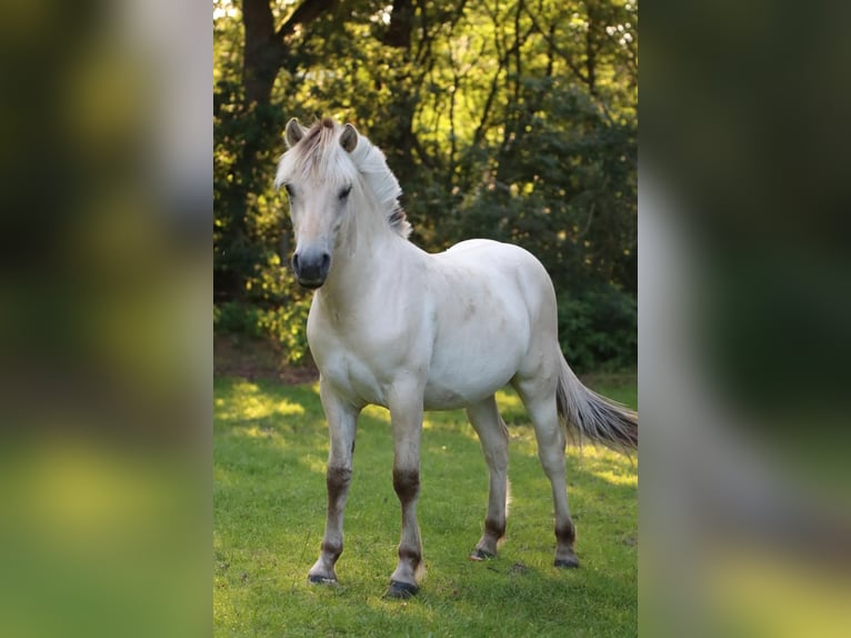 Fjord Horses Stallion 1 year 14,1 hh Brown Falb mold in Alt Duvenstedt