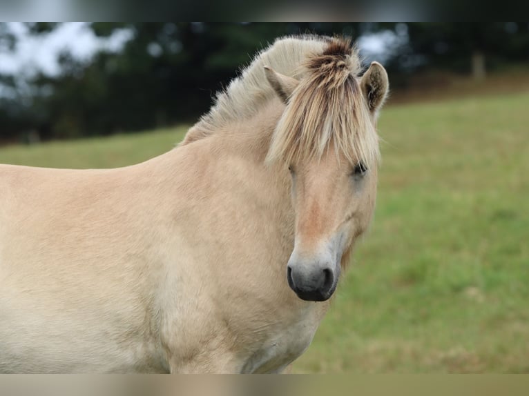 Fjord Horses Stallion 1 year 14,1 hh Dun in Alt Duvenstedt