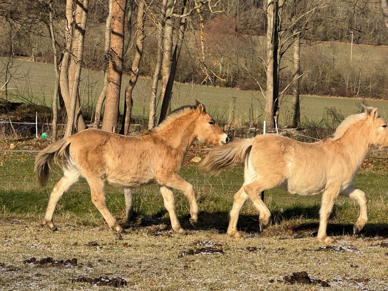 Fjord Horses Stallion 1 year 14,1 hh Dun in Plaue