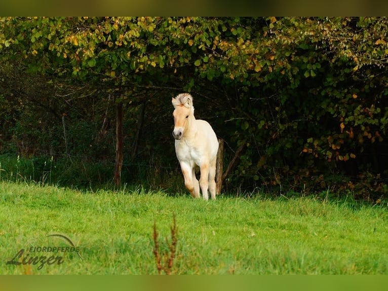 Fjord Horses Stallion 1 year 14,2 hh Dun in Remscheid