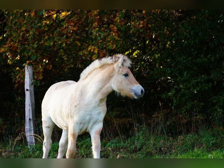 Fjord Horses Stallion 1 year 14,2 hh Dun in Remscheid