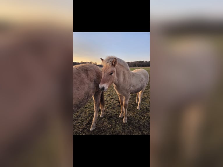 Fjord Horses Stallion 1 year 14,2 hh Dun in Stipshausen