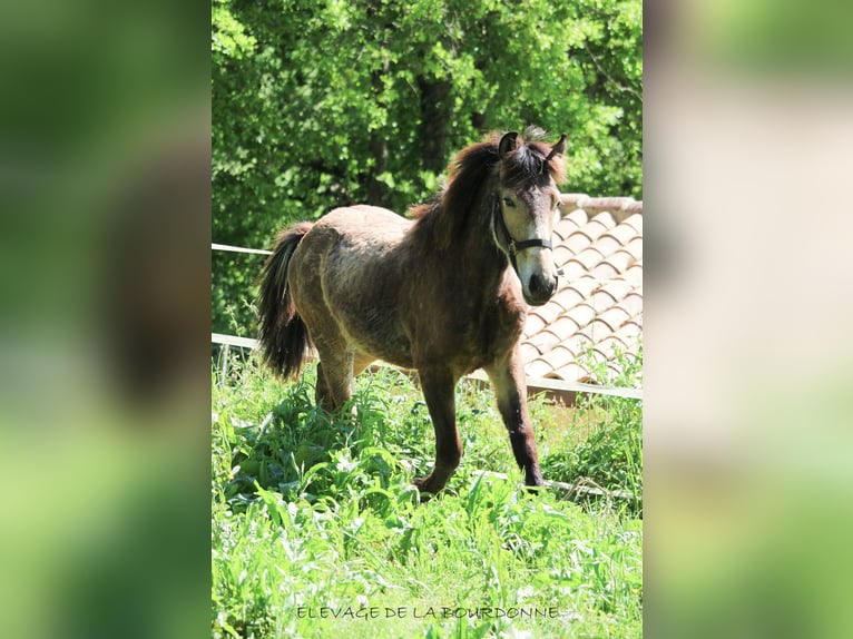 Fjord Horses Stallion 1 year 14,3 hh Dun in saint antoine de ficalba
