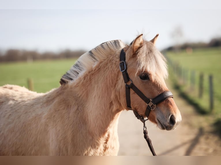 Fjord Horses Stallion 1 year Brown in Grünberg