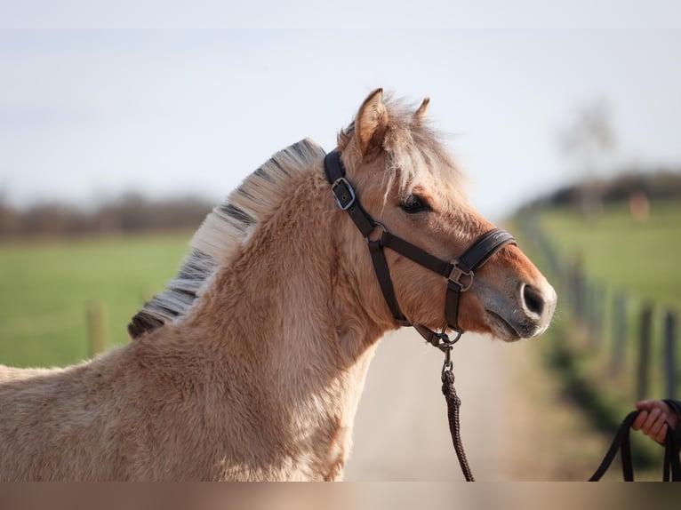 Fjord Horses Stallion 1 year Brown in Grünberg