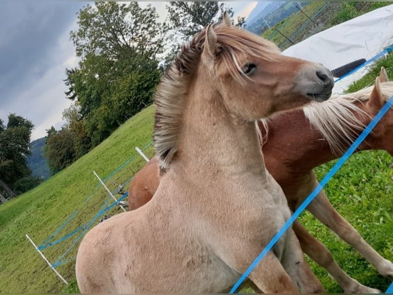 Fjord Horses Stallion 1 year Dun in Purgstall