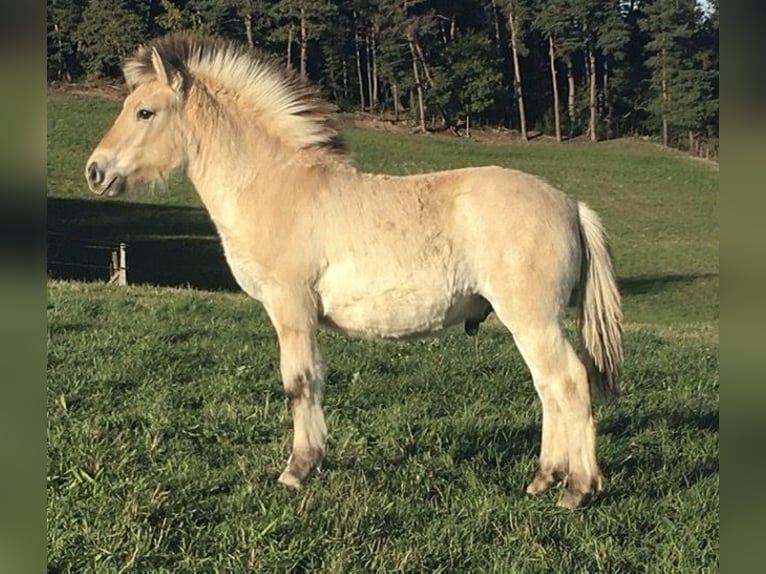 Fjord Horses Stallion 1 year Dun in Le Puy-en-Velay