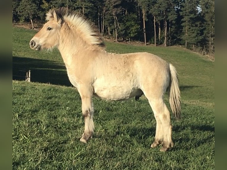 Fjord Horses Stallion 1 year Dun in Le Puy-en-Velay