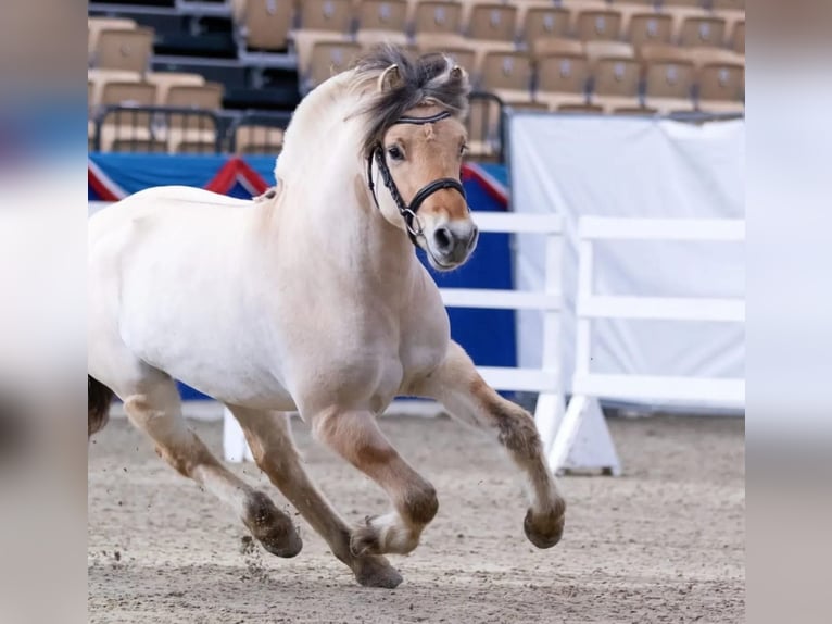 Fjord Horses Stallion 1 year Dun in Finsterwalde