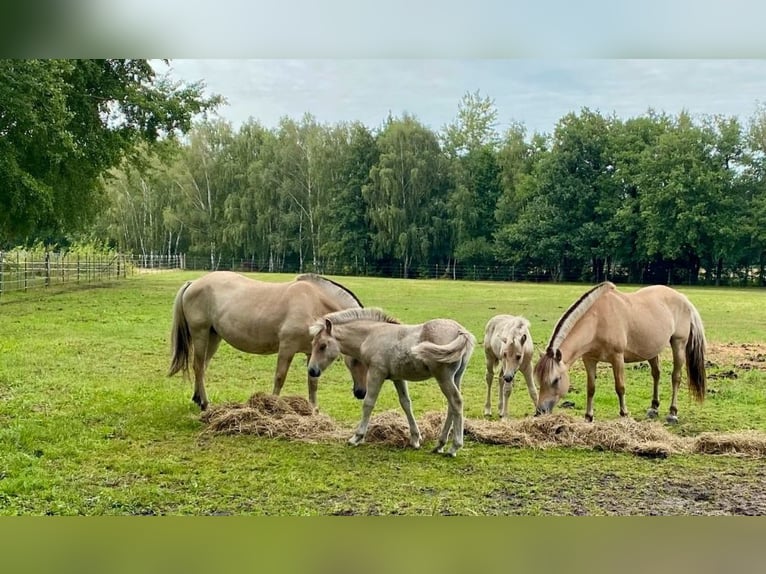 Fjord Horses Stallion 1 year Dun in Finsterwalde