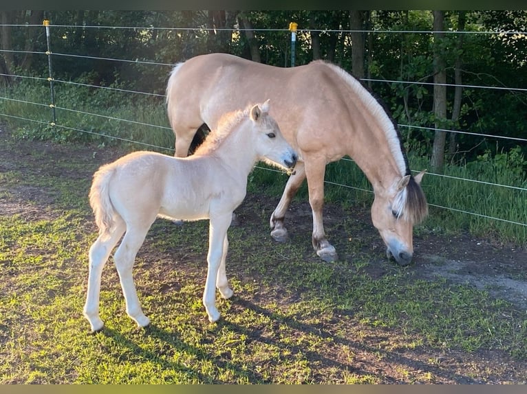 Fjord Horses Stallion 1 year Dun in Finsterwalde