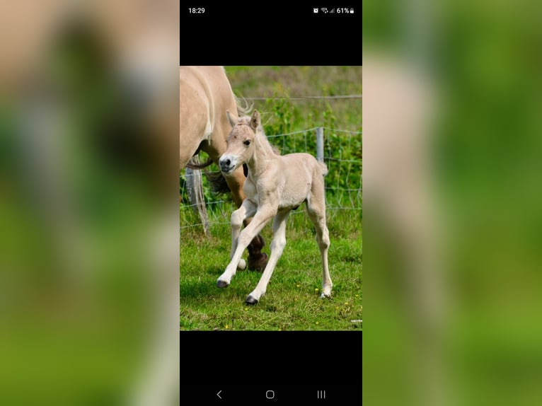 Fjord Horses Stallion 1 year Dun in Flethsee