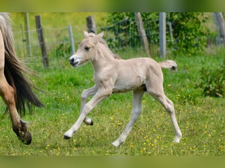 Fjord Horses Stallion 1 year Dun in Flethsee
