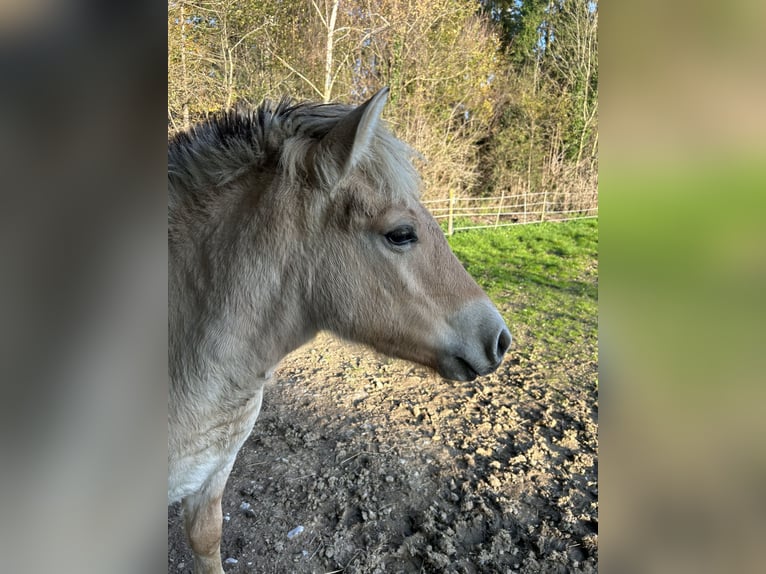 Fjord Horses Stallion 1 year Dun in Weinitzen