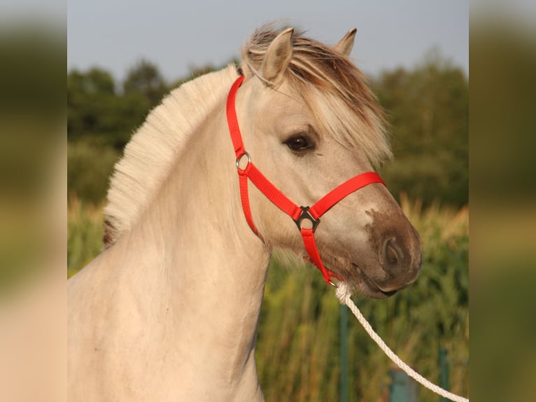 Fjord Horses Stallion 1 year Grullo in Herdersem