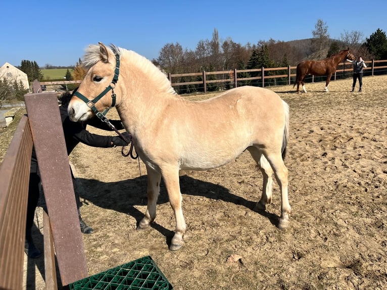 Fjord Horses Stallion 1 year in Bahretal