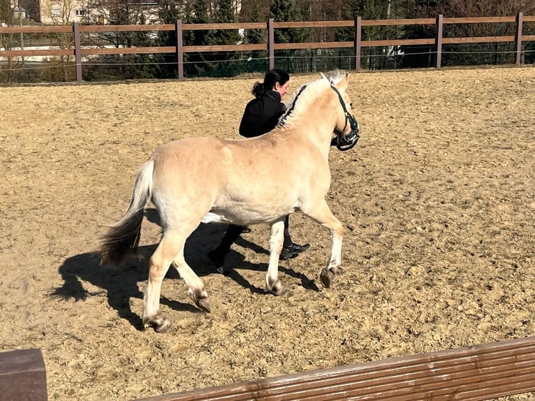 Fjord Horses Stallion 1 year in Bahretal