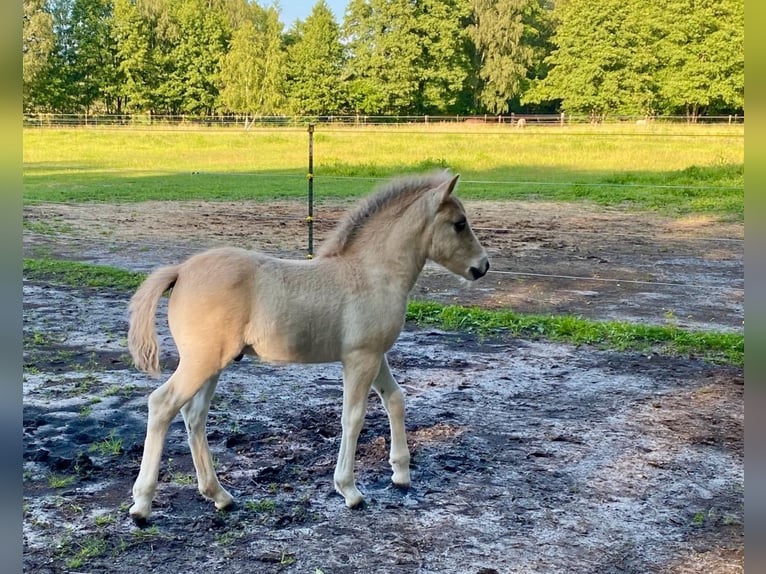 Fjord Horses Stallion 1 year in Finsterwalde