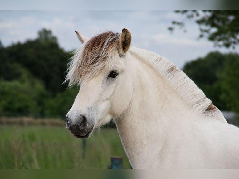 Fjord Horses Stallion 1 year  in Herdersem
