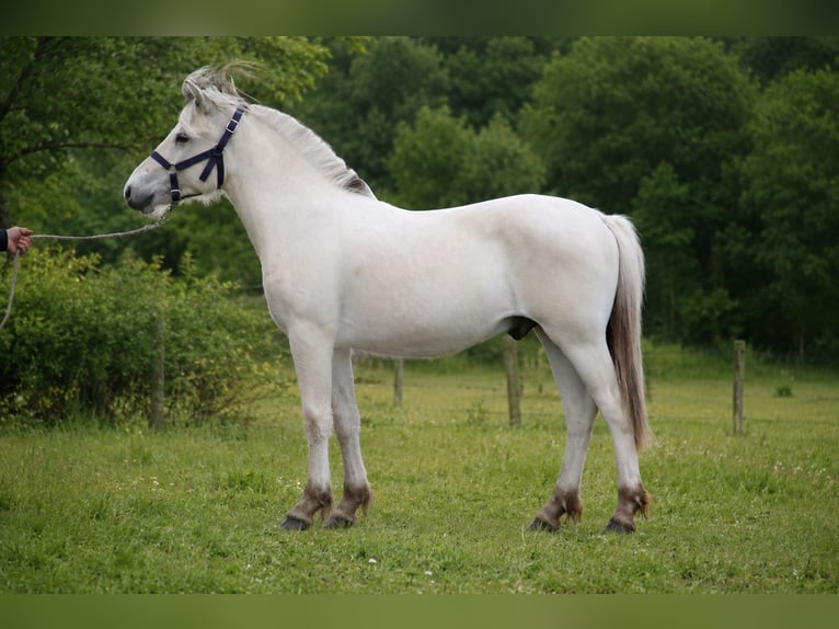 Fjord Horses Stallion 1 year  in Herdersem