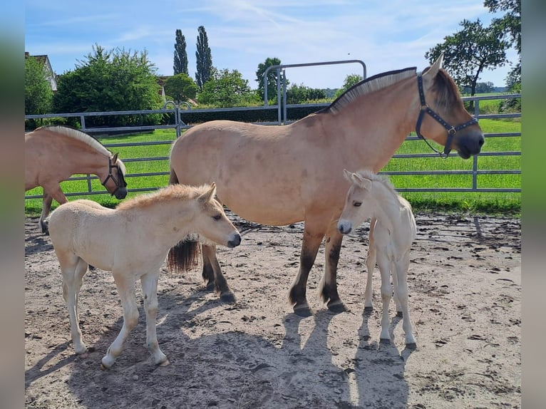 Fjord Horses Stallion 1 year in Hohne