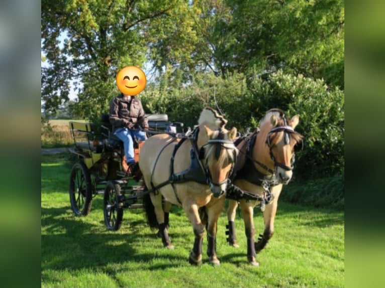 Fjord Horses Stallion 1 year in Hohne