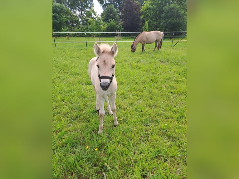 Fjord Horses Stallion 1 year in Hohne