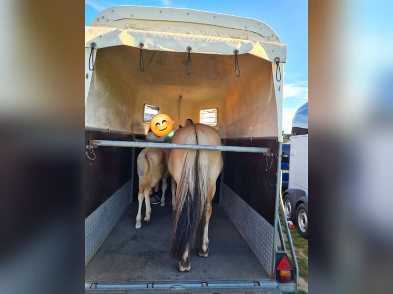 Fjord Horses Stallion 1 year in Hohne