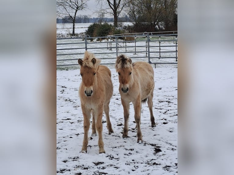 Fjord Horses Stallion 1 year in Hohne