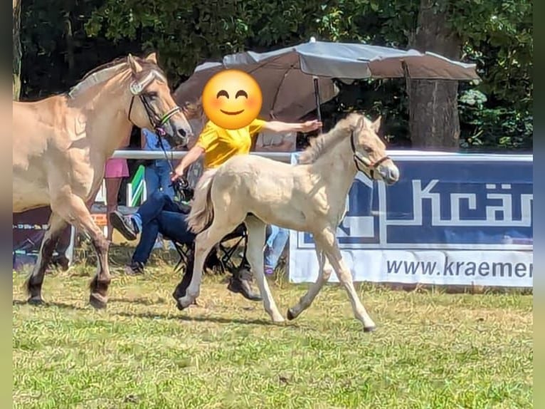 Fjord Horses Stallion 1 year in Hohne
