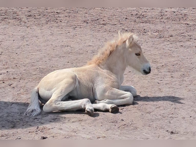 Fjord Horses Stallion 1 year in Hohne