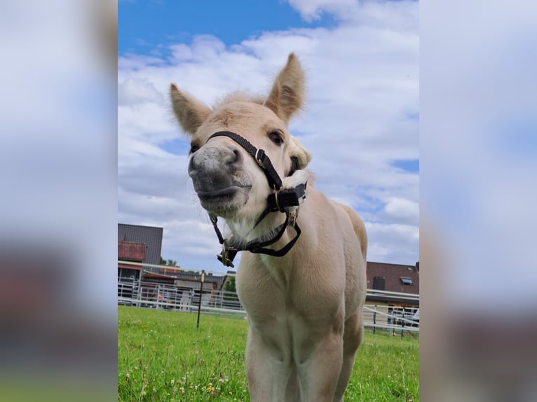 Fjord Horses Stallion 1 year in Hohne