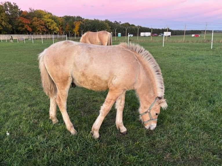 Fjord Horses Stallion 1 year Red Dun in Kamień Śląski