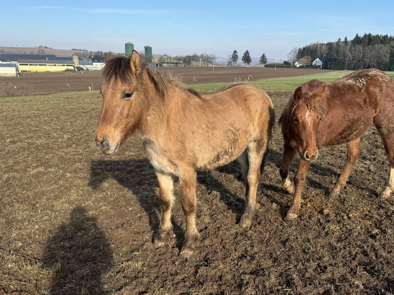 Fjord Horses Stallion 2 years 13,1 hh Dun in Daleiden